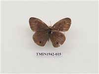 藏品(密紋波眼蝶)的圖片